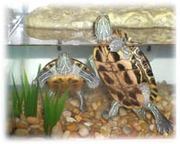 Red Eared Slider Tank Options: Materials