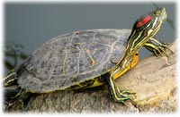 Care for Temperature Sick Red Eared Slider Turtle