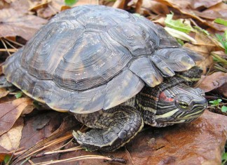 Red Eared Slider - Ultimate Care Guide for Turtle Slider