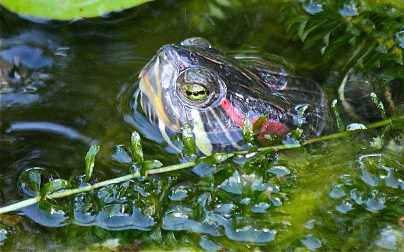 Geriatric Red Eared Sliders Diet And Nutrition