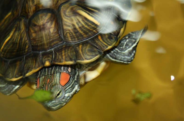 Red Eared Slider - Ultimate Care Guide for Turtle Slider