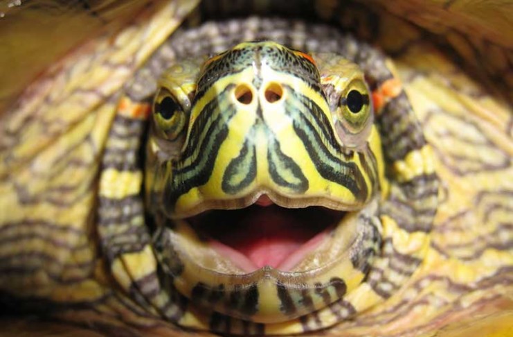 Red Eared Slider - Ultimate Care Guide for Turtle Slider