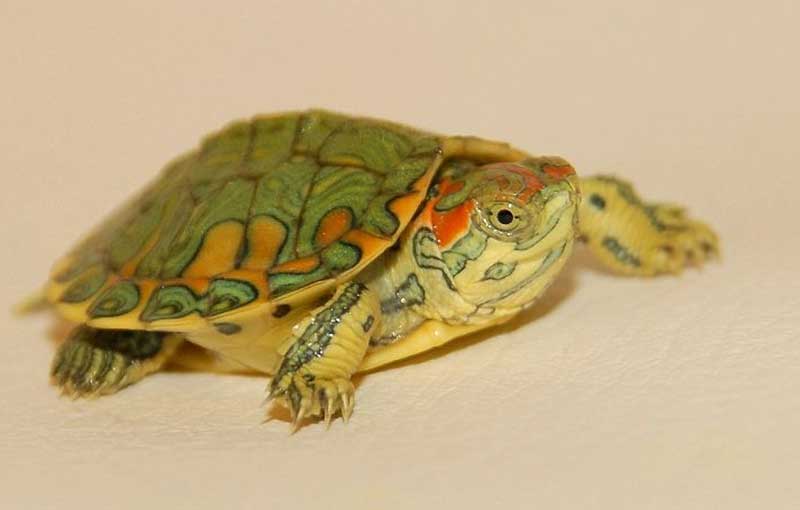 small red eared slider turtle